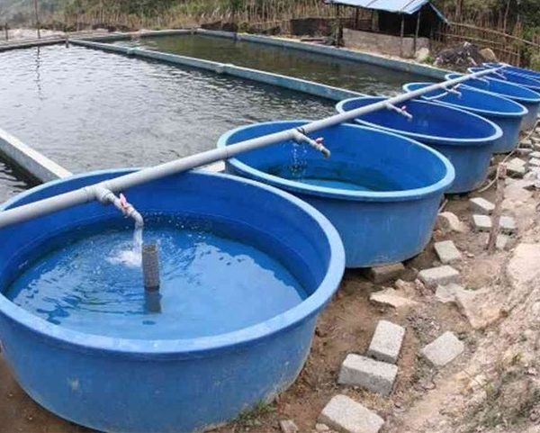 Bồn Composite FRP Nuôi Cá