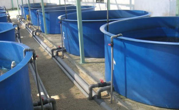 Bồn Composite Nuôi Cá